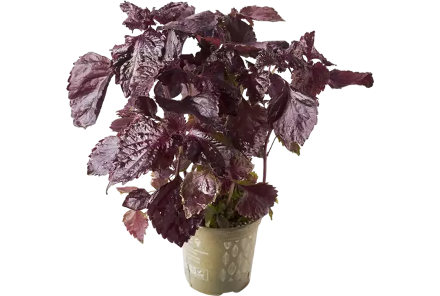 BIO Shiso in pot doos 2st stuk